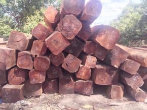 Cung cấp các loại gỗ 03