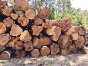 Cung cấp các loại gỗ 04