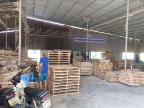 Cưa xẻ gỗ xuất khẩu theo quy cách yêu cầu 02